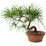 Pinus thunbergii, 19,5 cm, ± 10 jaar oud