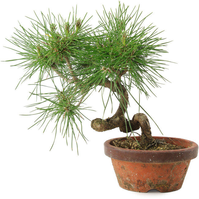 Pinus thunbergii, 19,5 cm, ± 10 ans