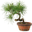 Pinus thunbergii, 19,5 cm, ± 10 jaar oud