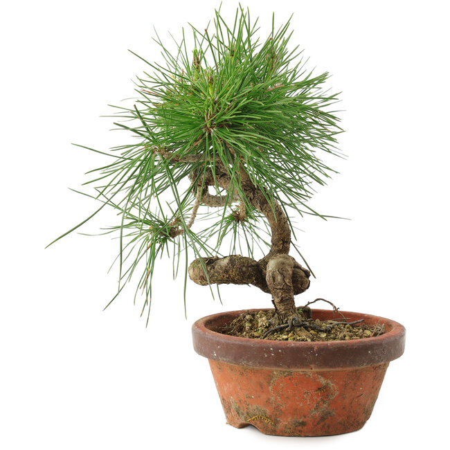Pinus thunbergii, 19,5 cm, ± 10 jaar oud