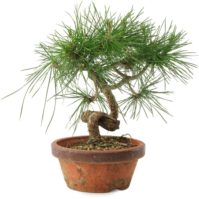 Pinus thunbergii, 19,5 cm, ± 10 ans