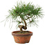 Pinus thunbergii, 19,5 cm, ± 10 jaar oud