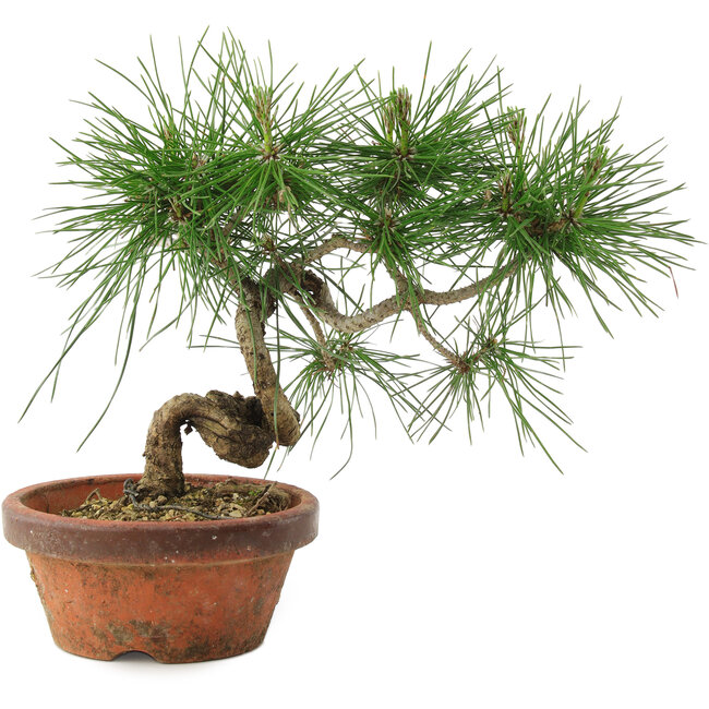 Pinus thunbergii, 19,5 cm, ± 10 jaar oud