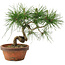 Pinus thunbergii, 19,5 cm, ± 10 jaar oud