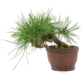 Pinus thunbergii, 13,5 cm, ± 10 jaar oud