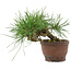 Pinus thunbergii, 13,5 cm, ± 10 ans