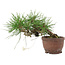 Pinus thunbergii, 13,5 cm, ± 10 years old