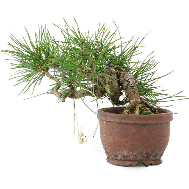 Pinus thunbergii, 13,5 cm, ± 10 Jahre alt