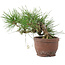 Pinus thunbergii, 13,5 cm, ± 10 jaar oud