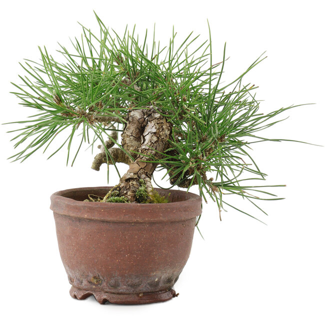 Pinus thunbergii, 13,5 cm, ± 10 Jahre alt