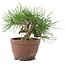Pinus thunbergii, 13,5 cm, ± 10 years old
