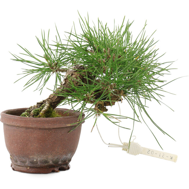 Pinus thunbergii, 13,5 cm, ± 10 Jahre alt