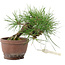 Pinus thunbergii, 13,5 cm, ± 10 years old