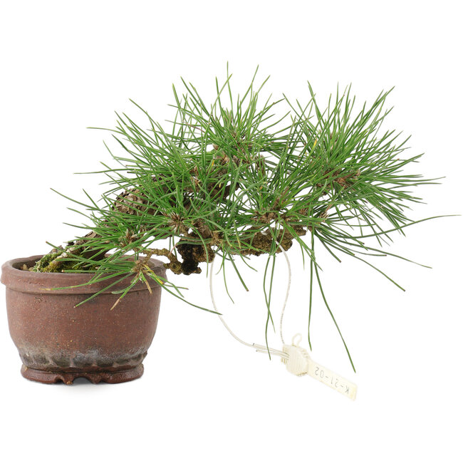 Pinus thunbergii, 13,5 cm, ± 10 Jahre alt