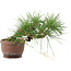 Pinus thunbergii, 13,5 cm, ± 10 years old