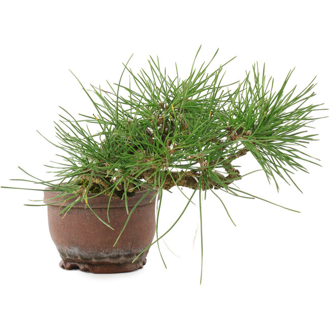 Pinus thunbergii, 13,5 cm, ± 10 ans