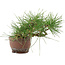 Pinus thunbergii, 13,5 cm, ± 10 years old