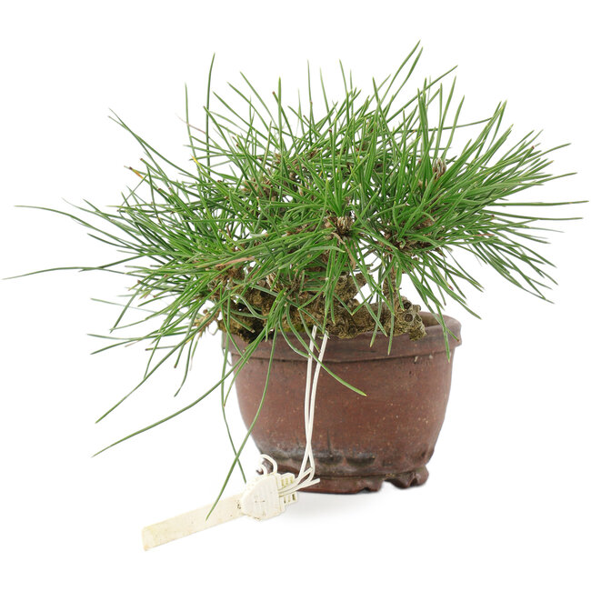 Pinus thunbergii, 13,5 cm, ± 10 jaar oud