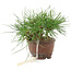 Pinus thunbergii, 13,5 cm, ± 10 years old