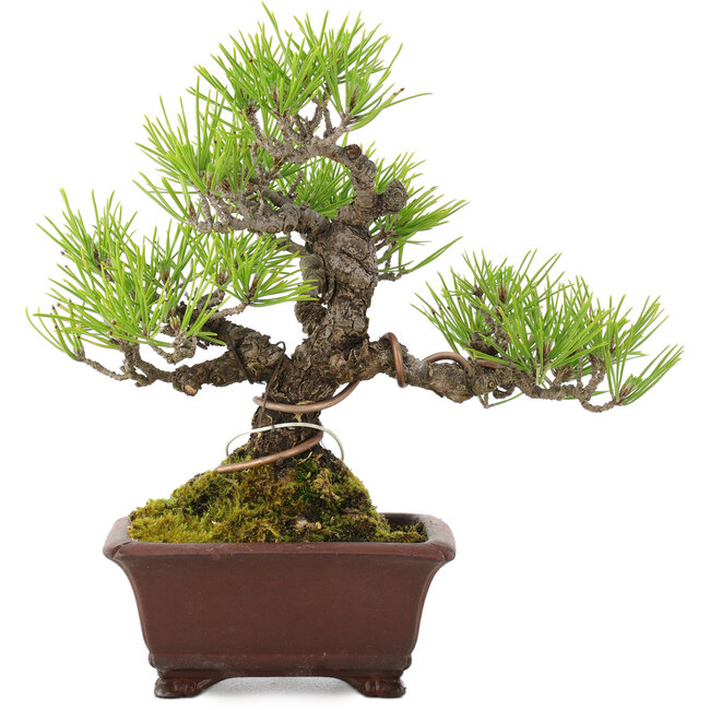 Pinus thunbergii, 18,5 cm, ± 10 jaar oud