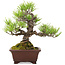 Pinus thunbergii, 18,5 cm, ± 10 jaar oud