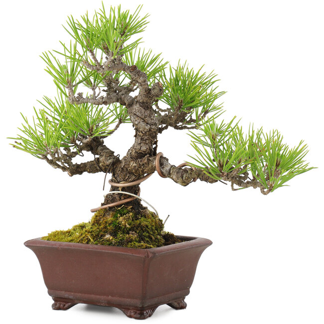 Pinus thunbergii, 18,5 cm, ± 10 años