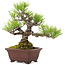 Pinus thunbergii, 18,5 cm, ± 10 jaar oud