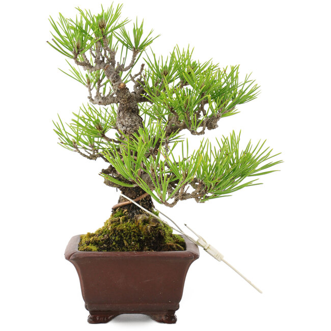 Pinus thunbergii, 18,5 cm, ± 10 anni
