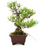 Pinus thunbergii, 18,5 cm, ± 10 Jahre alt