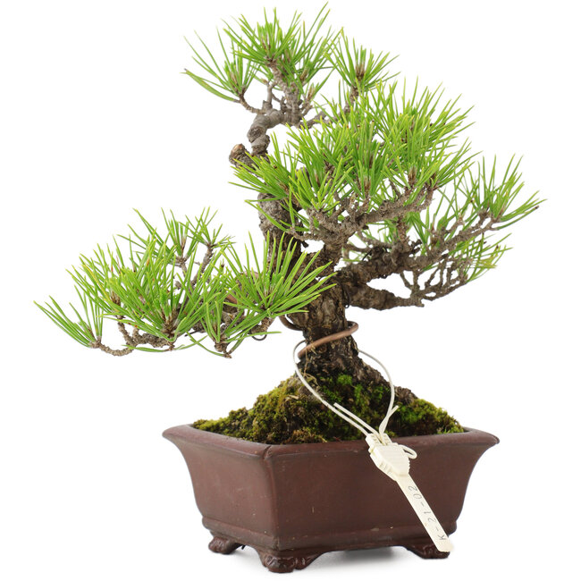 Pinus thunbergii, 18,5 cm, ± 10 jaar oud