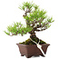 Pinus thunbergii, 18,5 cm, ± 10 jaar oud
