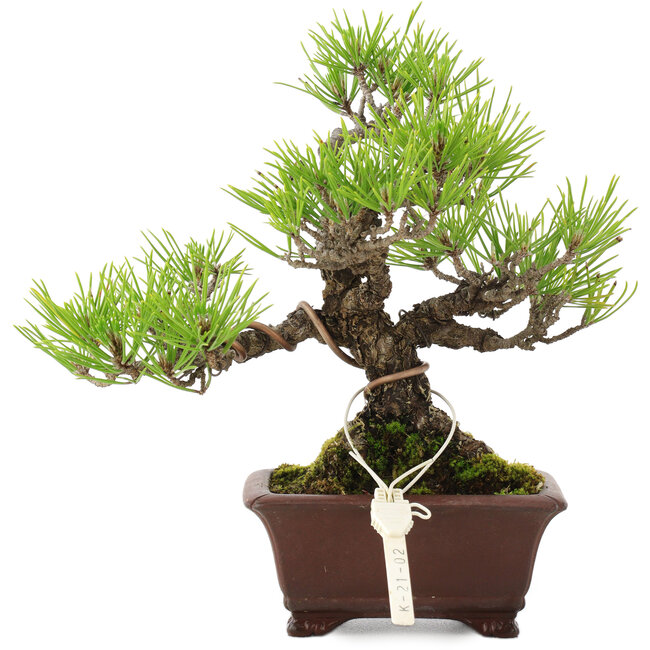 Pinus thunbergii, 18,5 cm, ± 10 años