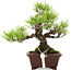 Pinus thunbergii, 18,5 cm, ± 10 jaar oud