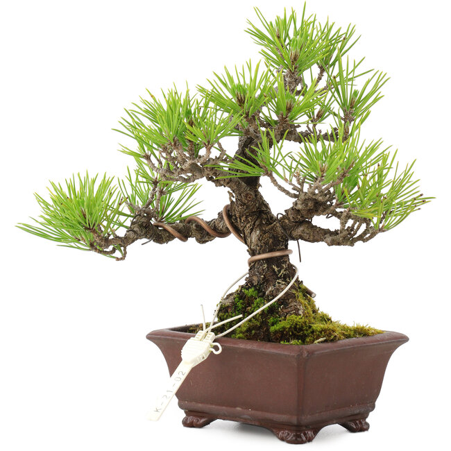 Pinus thunbergii, 18,5 cm, ± 10 ans