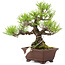 Pinus thunbergii, 18,5 cm, ± 10 jaar oud