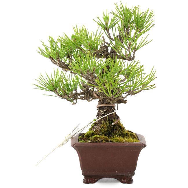 Pinus thunbergii, 18,5 cm, ± 10 anni