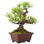 Pinus thunbergii, 18,5 cm, ± 10 jaar oud