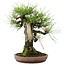 Pinus thunbergii, 28 cm, ± 40 años