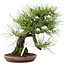 Pinus thunbergii, 28 cm, ± 40 años