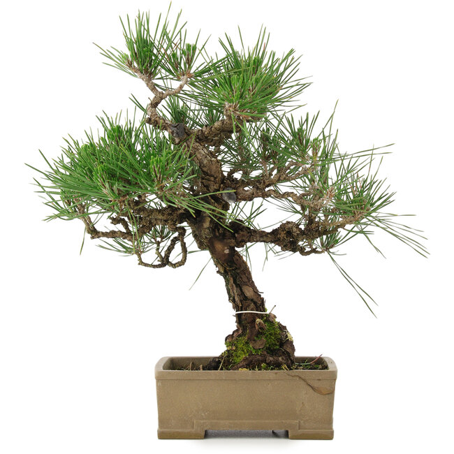 Pinus thunbergii, 31,5 cm, ± 15 ans, dans un pot avec un coin abîmé
