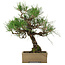 Pinus thunbergii, 31,5 cm, ± 15 ans, dans un pot avec un coin abîmé
