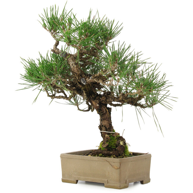 Pinus thunbergii, 31,5 cm, ± 15 años, en maceta con una esquina dañada