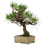 Pinus thunbergii, 31,5 cm, ± 15 ans, dans un pot avec un coin abîmé