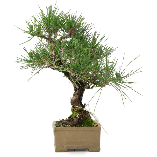 Pinus thunbergii, 31,5 cm, ± 15 years old, in a pot with a damaged corner