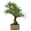 Pinus thunbergii, 31,5 cm, ± 15 ans, dans un pot avec un coin abîmé