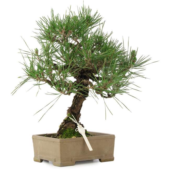 Pinus thunbergii, 31,5 cm, ± 15 years old, in a pot with a damaged corner