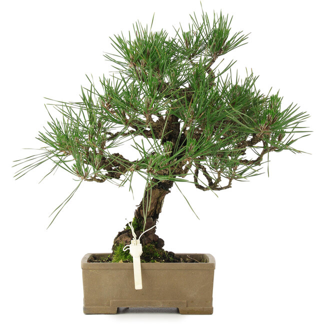 Pinus thunbergii, 31,5 cm, ± 15 años, en maceta con una esquina dañada