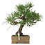 Pinus thunbergii, 31,5 cm, ± 15 ans, dans un pot avec un coin abîmé