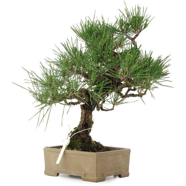 Pinus thunbergii, 31,5 cm, ± 15 ans, dans un pot avec un coin abîmé