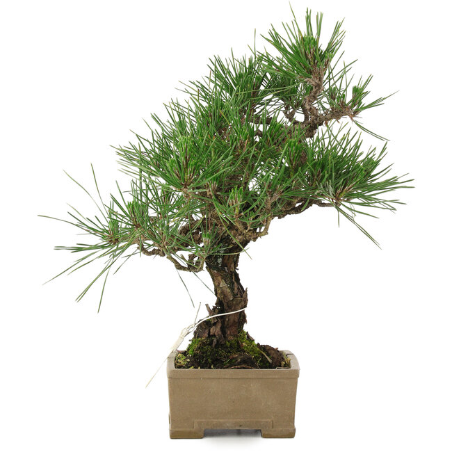 Pinus thunbergii, 31,5 cm, ± 15 años, en maceta con una esquina dañada